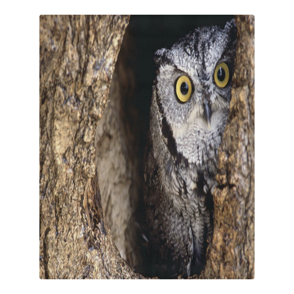 OWL IN HOLE 3-Piece Bedding Set